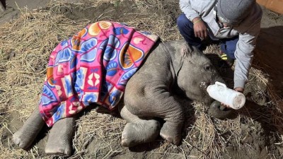 India-Thailand MoU on traditional medicine set to save the life of Bani, the baby elephant